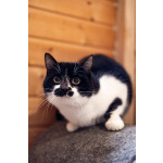 Феликс ищет дом