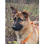 Микки ищет дом!