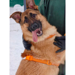 Микки ищет дом!