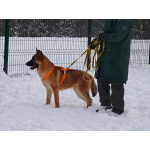 Микки ищет дом!