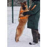 Микки ищет дом!