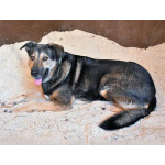 Бара — собака, которая слишком долго ждёт своего человека