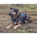 Бара — собака, которая слишком долго ждёт своего человека