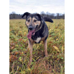 Бара — собака, которая слишком долго ждёт своего человека