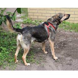 Бара — собака, которая слишком долго ждёт своего человека