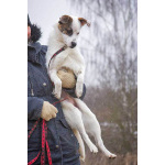 Миниатюрная диванная собачка Дафи ищет дом