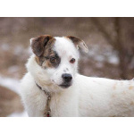 Миниатюрная диванная собачка Дафи ищет дом