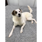 Миниатюрная диванная собачка Дафи ищет дом