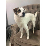 Миниатюрная диванная собачка Дафи ищет дом