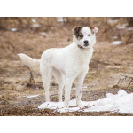 Миниатюрная диванная собачка Дафи ищет дом