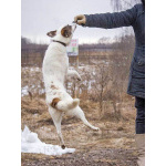 Миниатюрная диванная собачка Дафи ищет дом