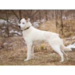 Миниатюрная диванная собачка Дафи ищет дом