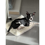 Чудесный кобелек ксоло пуховка ищет невесту