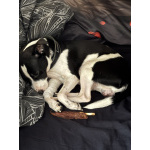 Чудесный кобелек ксоло пуховка ищет невесту