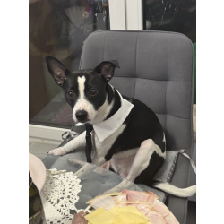 Чудесный кобелек ксоло пуховка ищет невесту