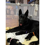 щенки немецкой овчарки