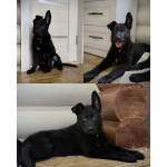 щенки немецкой овчарки