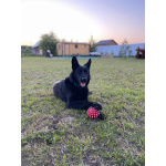 щенки немецкой овчарки