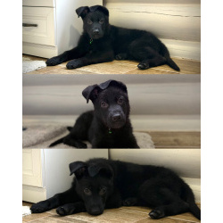 щенки немецкой овчарки