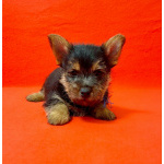 Щенки норвич терьера