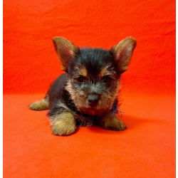 Щенки норвич терьера