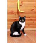 Юнона, молодая кошечка в добрые руки.