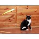 Юнона, молодая кошечка в добрые руки.