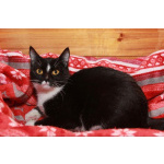 Юнона, молодая кошечка в добрые руки.