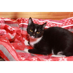 Юнона, молодая кошечка в добрые руки.