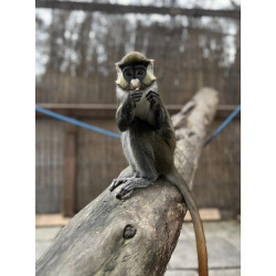 Краснохвостая мартышка