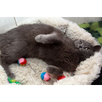 Серенький Грей ищет дом. Молодой кот в добрые руки.