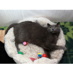 Серенький Грей ищет дом. Молодой кот в добрые руки.