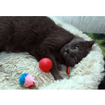 Серенький Грей ищет дом. Молодой кот в добрые руки.