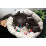 Серенький Грей ищет дом. Молодой кот в добрые руки.