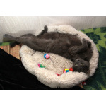 Серенький Грей ищет дом. Молодой кот в добрые руки.