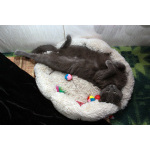 Серенький Грей ищет дом. Молодой кот в добрые руки.