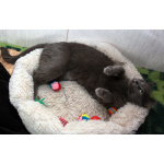 Серенький Грей ищет дом. Молодой кот в добрые руки.