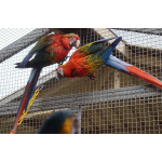 Гибрид Огненный ара - птенцы выкормыши из питомника