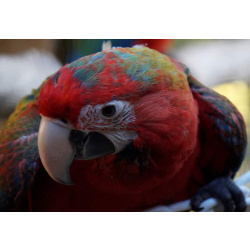 Гибрид Огненный ара - птенцы выкормыши из питомника