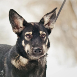 Ласковый щенок Луна в дар. Можно в семью с детьми