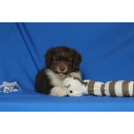 Щенки миниатюрной американской овчарки