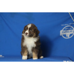 Щенки миниатюрной американской овчарки