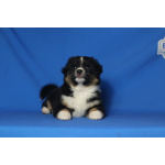 Щенки миниатюрной американской овчарки