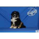 Щенки миниатюрной американской овчарки