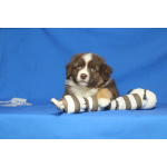 Щенки миниатюрной американской овчарки