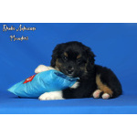 Щенки миниатюрной американской овчарки