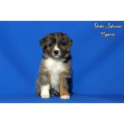 Щенки миниатюрной американской овчарки