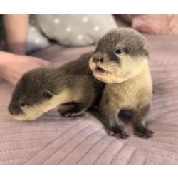 Азиатская бескоготная выдра