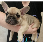 Щенки французского бульдога