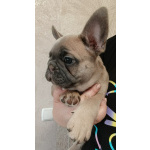 Щенки французского бульдога